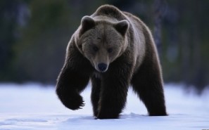bear_snow_walk_large_40427_3840x2400